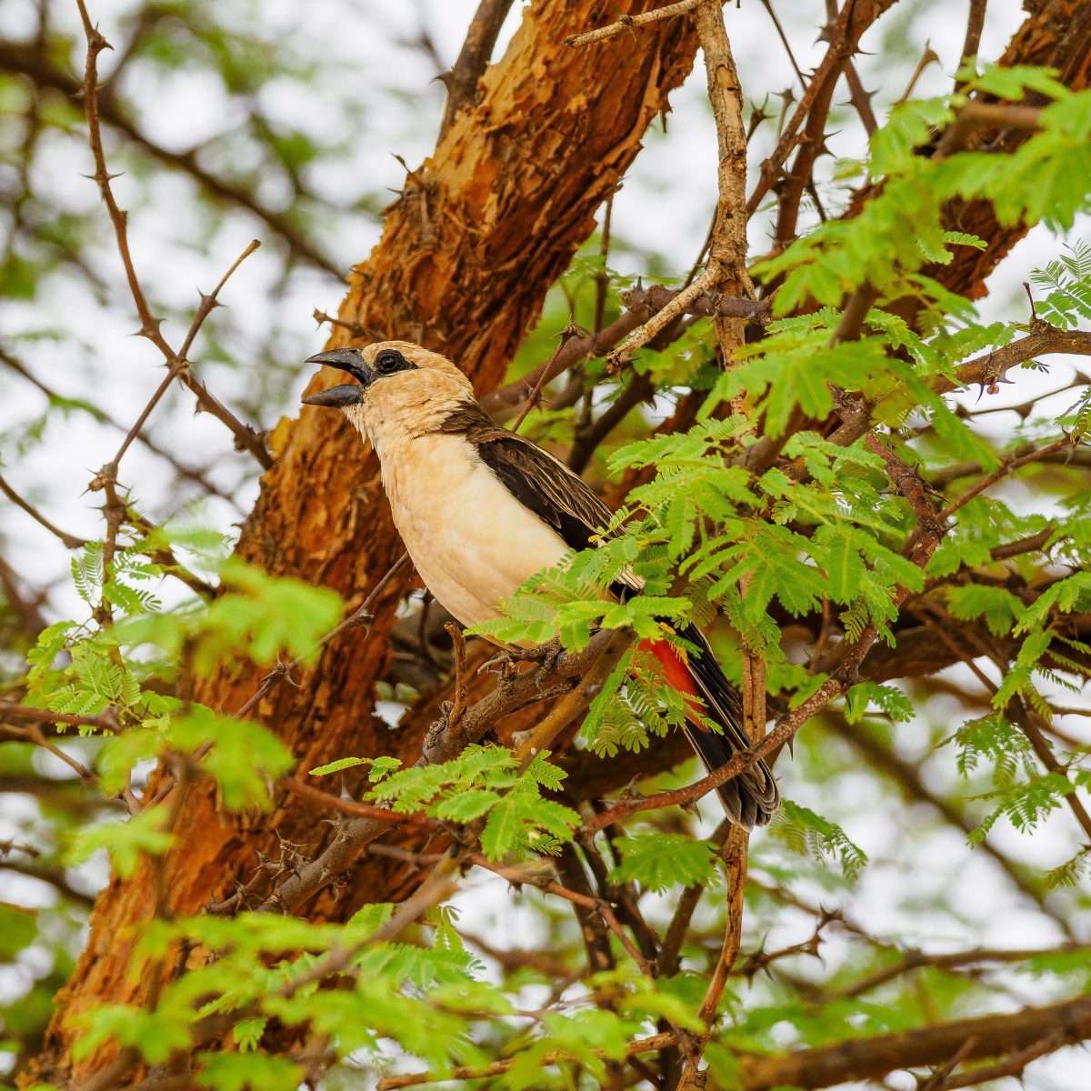 Kenya bird watching safari tour packages by Africa Kenya Safaris scaled