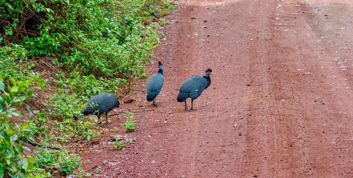 Lake Manyara National Park Tanzania Book best Kenya safaris Tanzania safaris and Africa safari holidays with Africa Kenya Safaris 11 scaled
