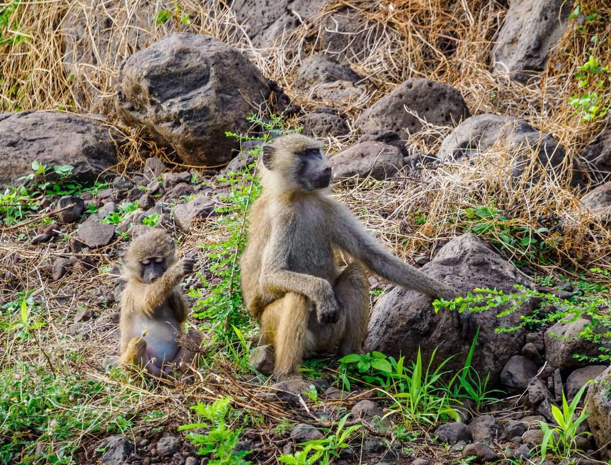 Lake Manyara National Park Tanzania Book best Kenya safaris Tanzania safaris and Africa safari holidays with Africa Kenya Safaris 15 scaled