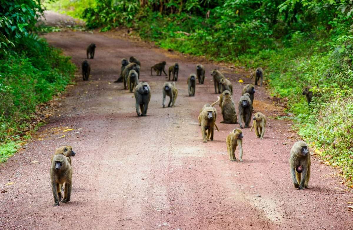 Lake Manyara National Park Tanzania Book best Kenya safaris Tanzania safaris and Africa safari holidays with Africa Kenya Safaris 26 scaled