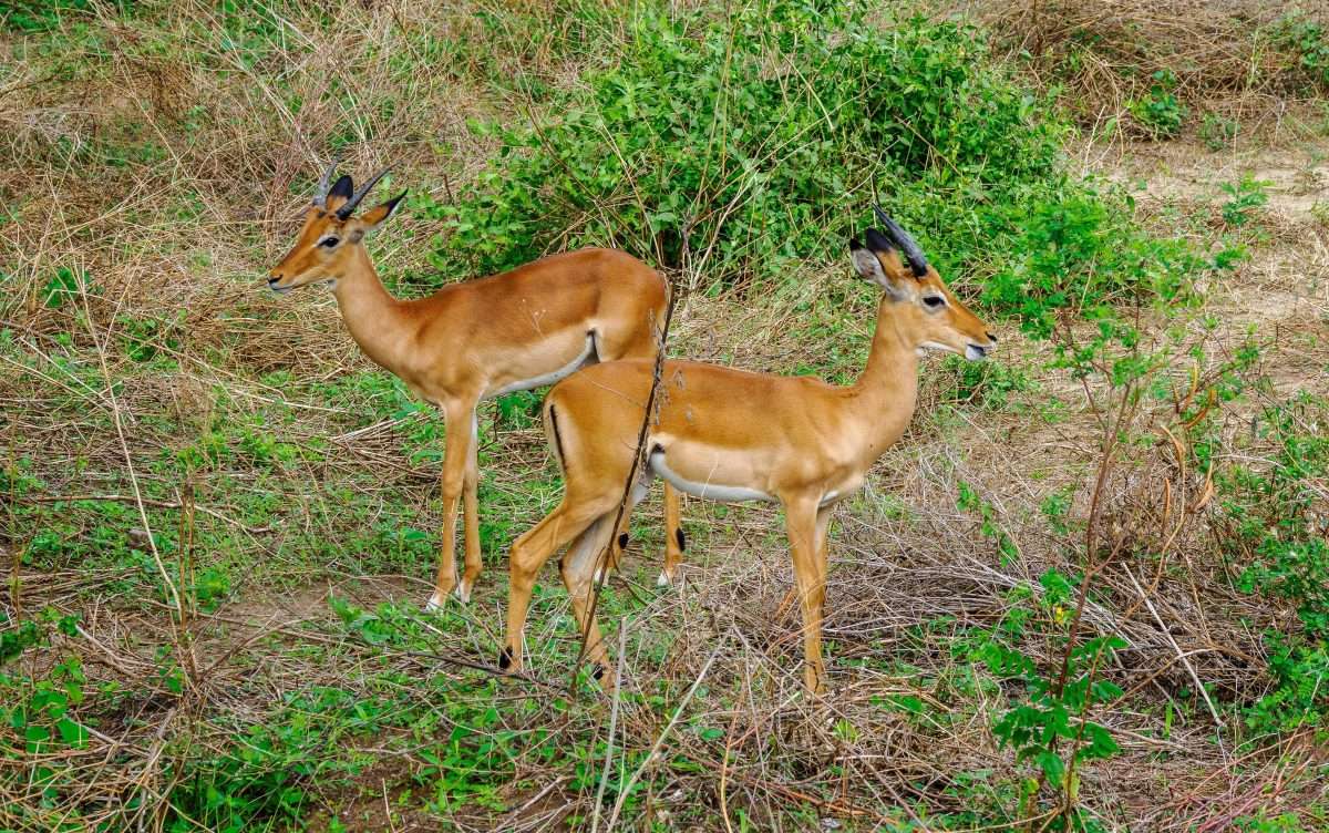 Lake Manyara National Park Tanzania Book best Kenya safaris Tanzania safaris and Africa safari holidays with Africa Kenya Safaris 34 scaled