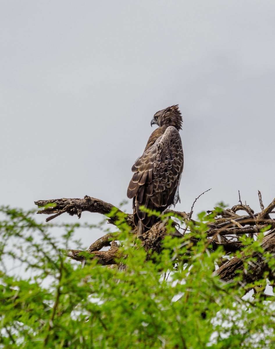 Lake Manyara National Park Tanzania Book best Kenya safaris Tanzania safaris and Africa safari holidays with Africa Kenya Safaris 39 scaled