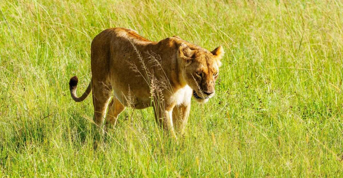 Lion Kenya safari tour packages by Africa Kenya Safaris 1 scaled