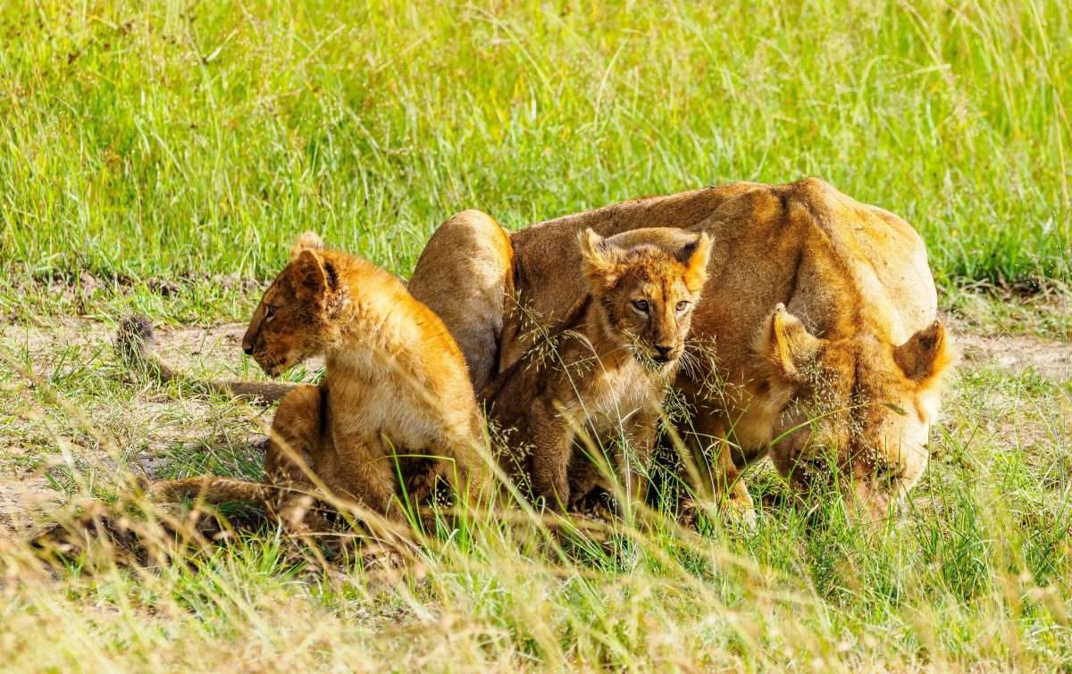 Lion Kenya safari tour packages by Africa Kenya Safaris 2 scaled