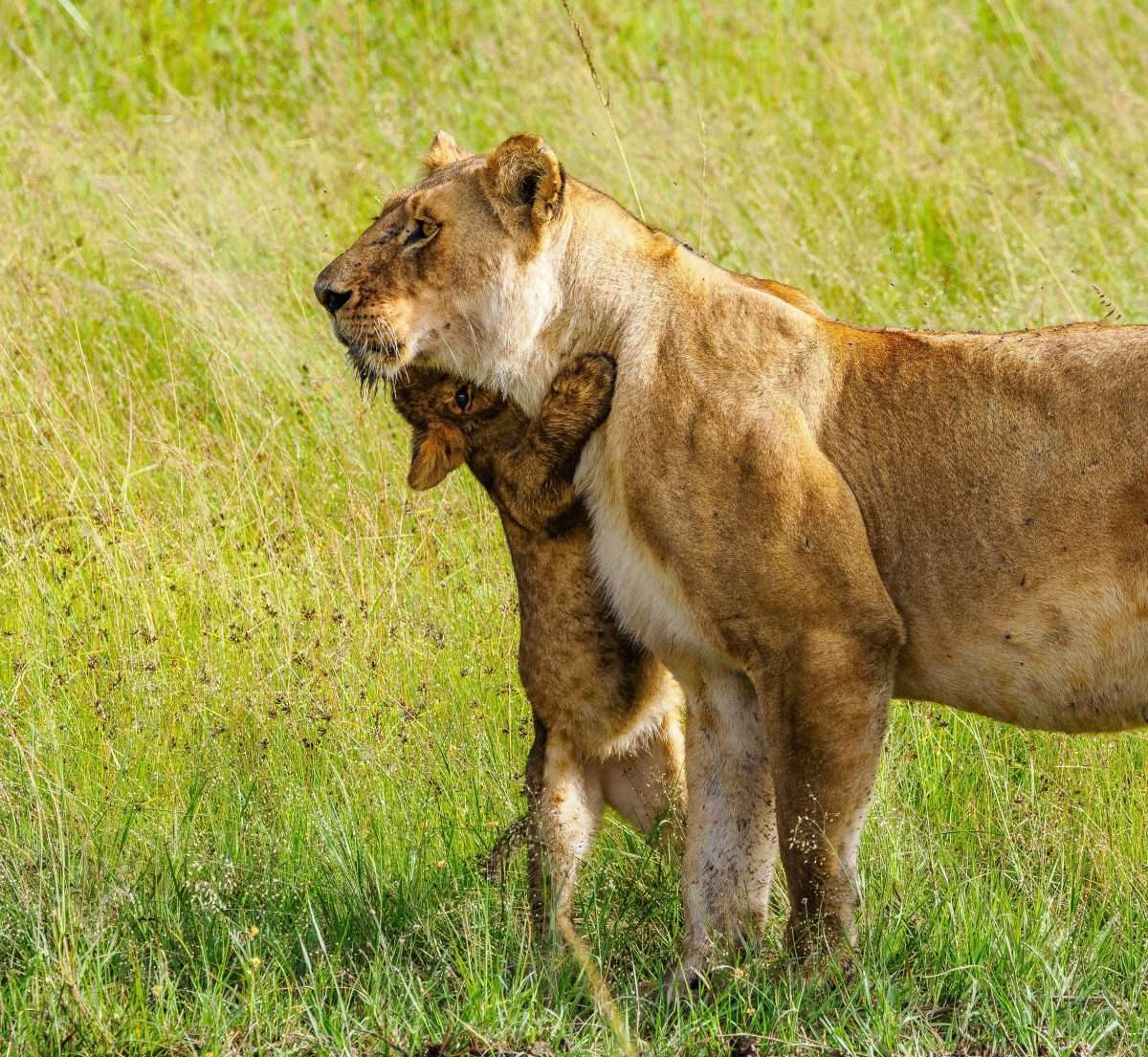 Lion Kenya safari tour packages by Africa Kenya Safaris 3 scaled