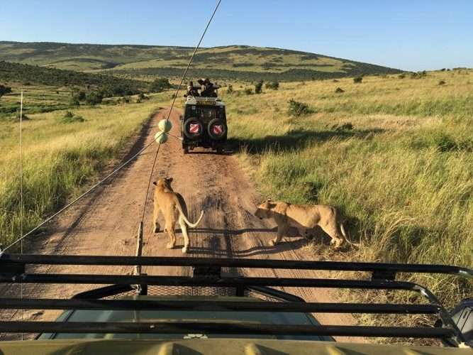 Lions crossing Kenya safari tour packages by Africa Kenya Safaris