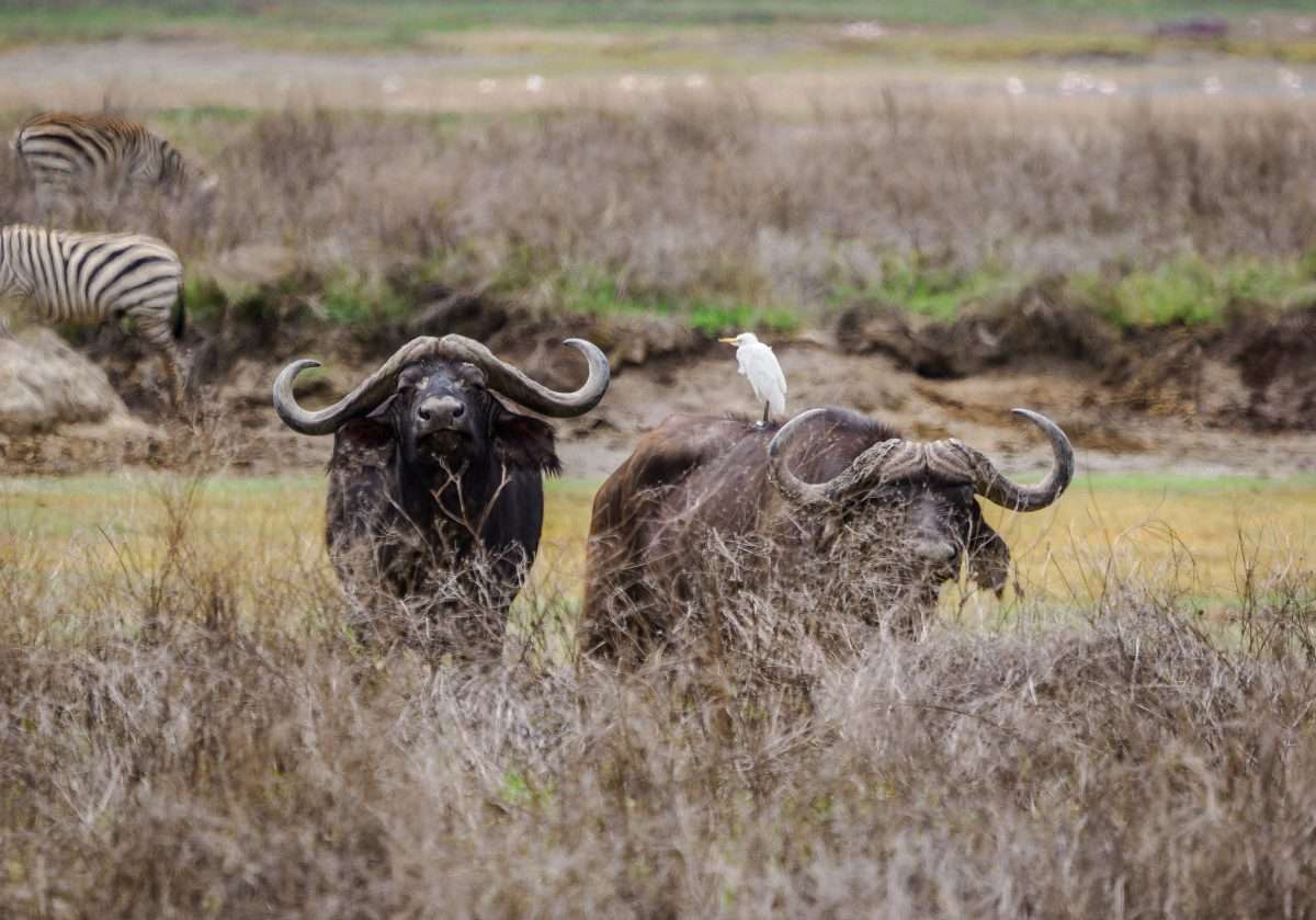 Ngorongoro Conservation Area Tanzania Book best Kenya safaris Tanzania safaris and Africa safari holidays with Africa Kenya Safaris 114 scaled