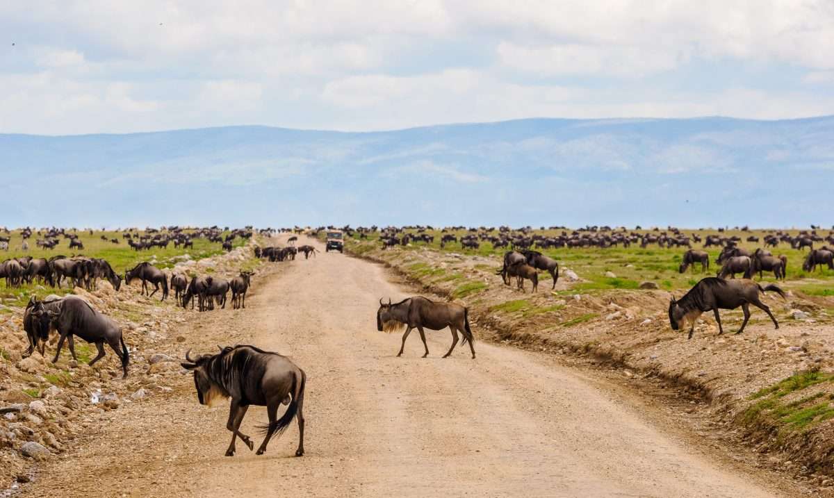Ngorongoro Conservation Area Tanzania Book best Kenya safaris Tanzania safaris and Africa safari holidays with Africa Kenya Safaris 14 scaled