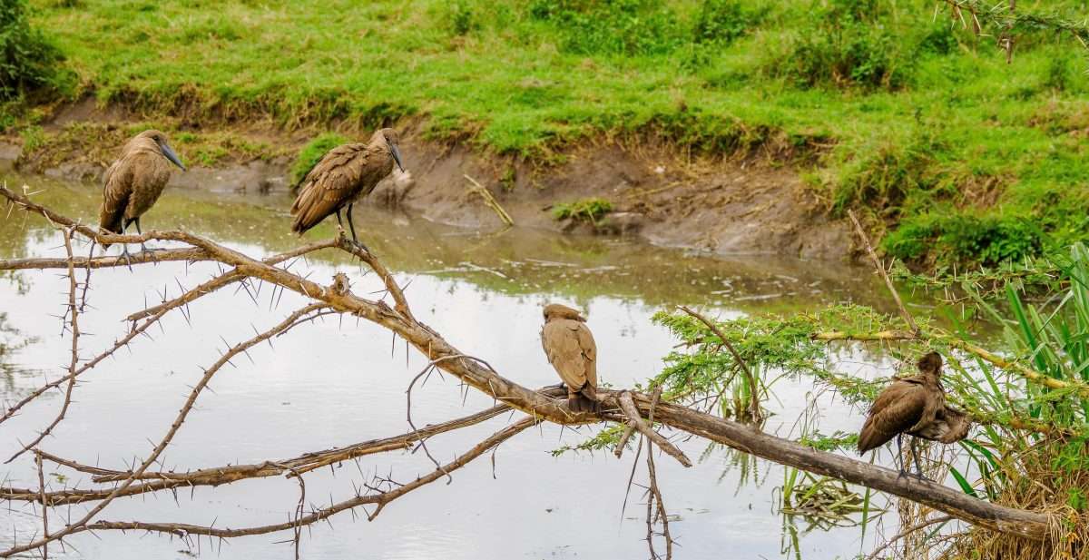 Ngorongoro Conservation Area Tanzania Book best Kenya safaris Tanzania safaris and Africa safari holidays with Africa Kenya Safaris 146 scaled