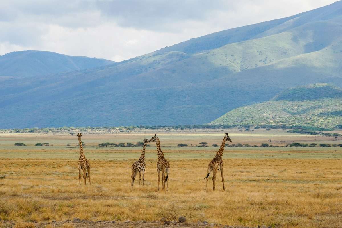 Ngorongoro Conservation Area Tanzania Book best Kenya safaris Tanzania safaris and Africa safari holidays with Africa Kenya Safaris 33 scaled