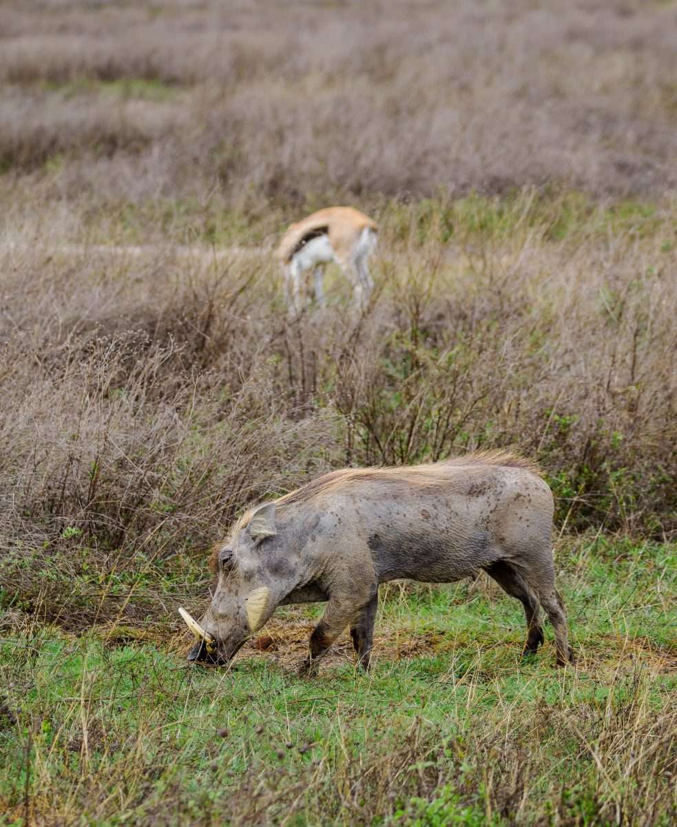 Ngorongoro Conservation Area Tanzania Book best Kenya safaris Tanzania safaris and Africa safari holidays with Africa Kenya Safaris 51 scaled