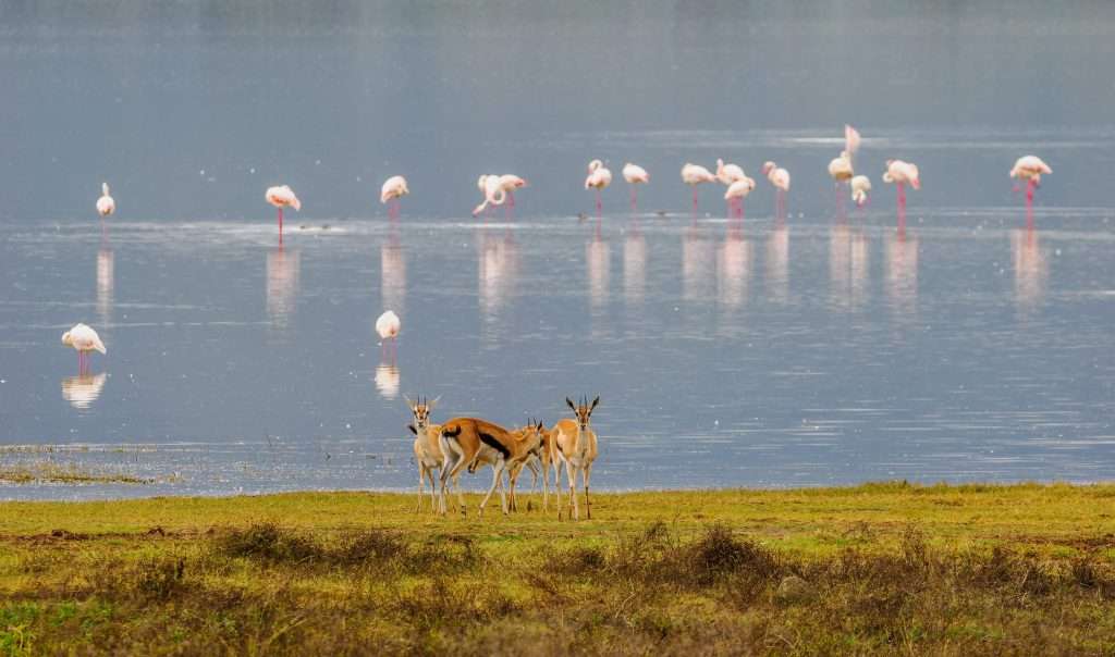 Ngorongoro Conservation Area Tanzania Book best Kenya safaris Tanzania safaris and Africa safari holidays with Africa Kenya Safaris 52 scaled