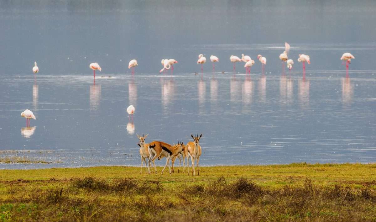 Ngorongoro Conservation Area Tanzania Book best Kenya safaris Tanzania safaris and Africa safari holidays with Africa Kenya Safaris 52 scaled