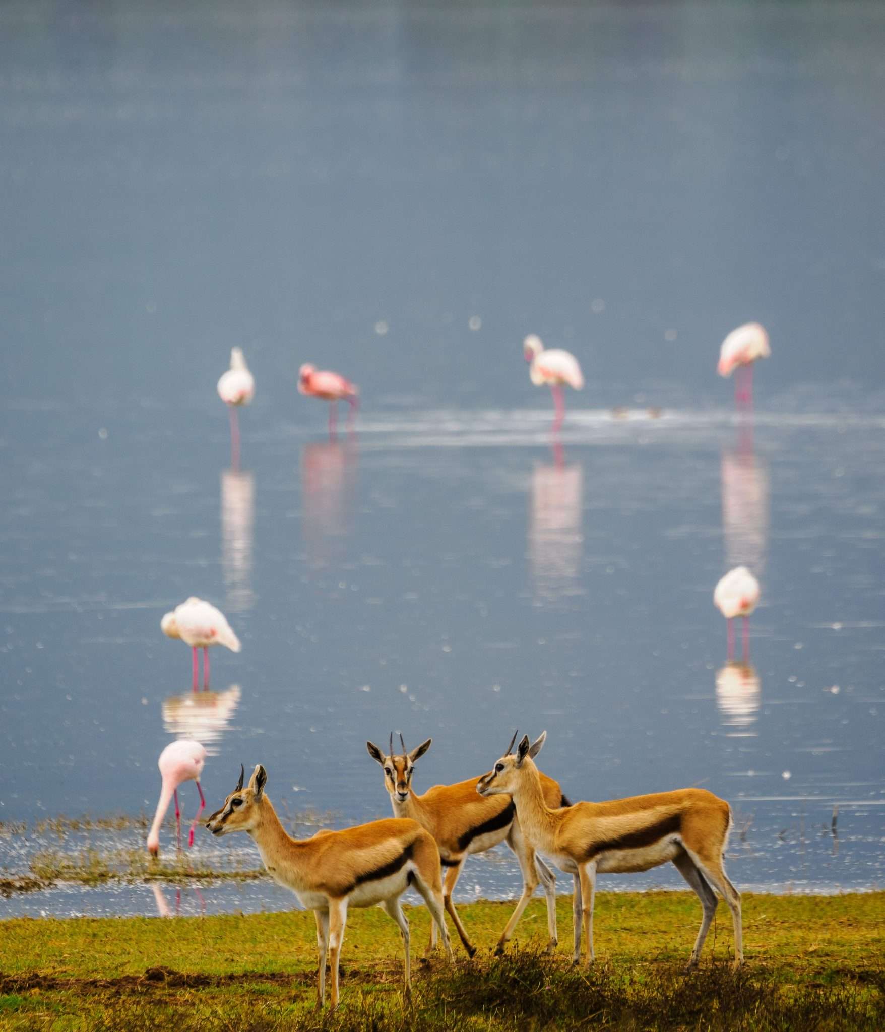 Ngorongoro Conservation Area Tanzania Book best Kenya safaris Tanzania safaris and Africa safari holidays with Africa Kenya Safaris 55 scaled