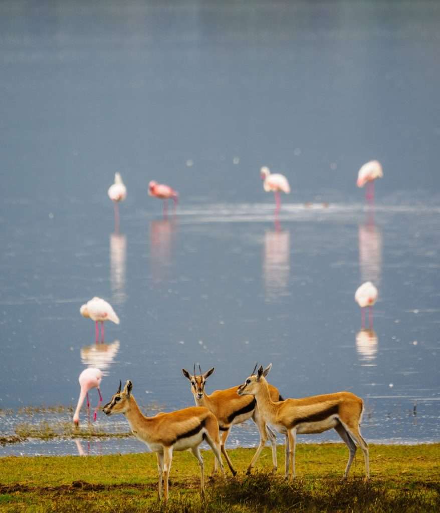 Ngorongoro Conservation Area Tanzania Book best Kenya safaris Tanzania safaris and Africa safari holidays with Africa Kenya Safaris 55 scaled