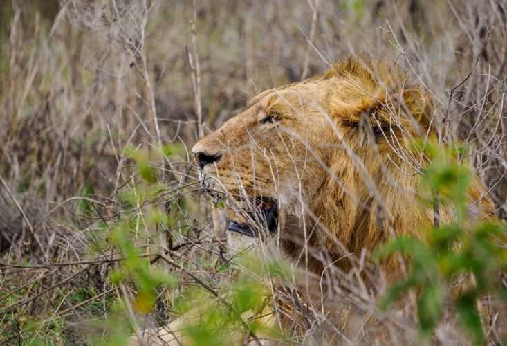 Lion at Ngorongoro Conservation Area Tanzania. Book best Kenya safaris, Tanzania safaris and Africa safari holidays with Africa Kenya Safaris