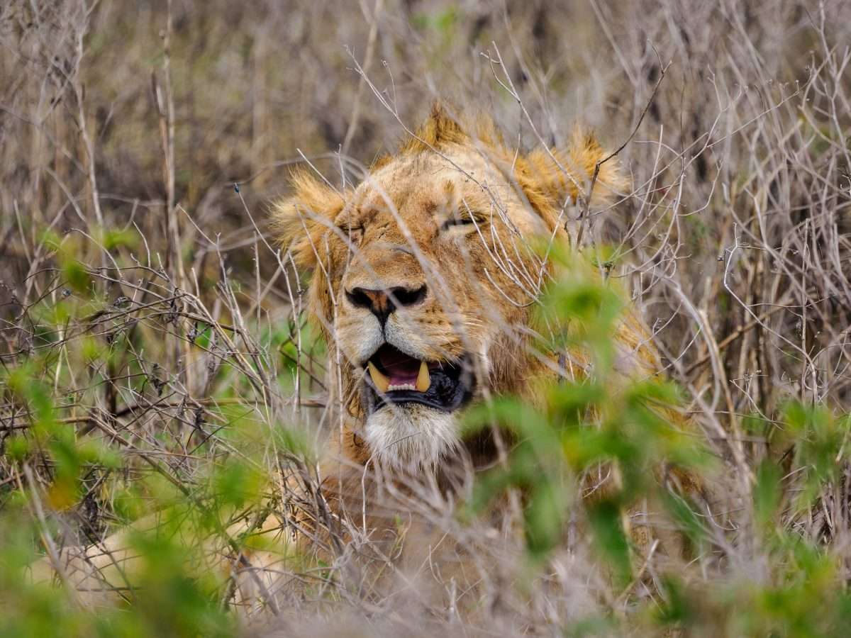 Ngorongoro Conservation Area Tanzania Book best Kenya safaris Tanzania safaris and Africa safari holidays with Africa Kenya Safaris 76 scaled