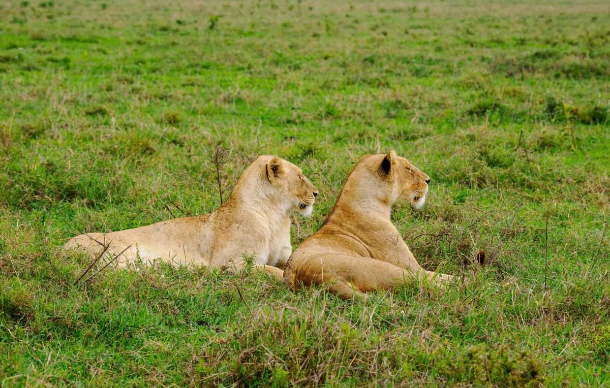 Africa Kenya Safaris is an African safari tour operator in Kenya that offers tailor-made, affordable & immersive safari experiences across East Africa. Book affordable East Africa 4x4 wildlife safari holidays in Kenya, Tanzania, Zanzibar, Uganda & Rwanda. With offices in Africa’s safari capital of Nairobi & Diani beach, we offer mid-range, luxury & superior luxury safaris starting from Nairobi, Diani beach, Mombasa, Malindi, Watamu and Arusha town.