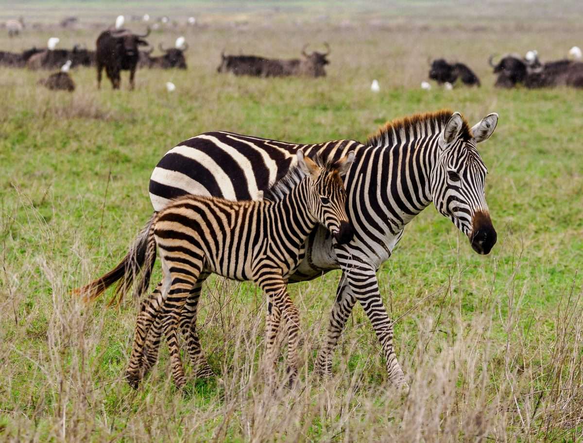 Ngorongoro Conservation Area Tanzania Book best Kenya safaris Tanzania safaris and Africa safari holidays with Africa Kenya Safaris 92 scaled