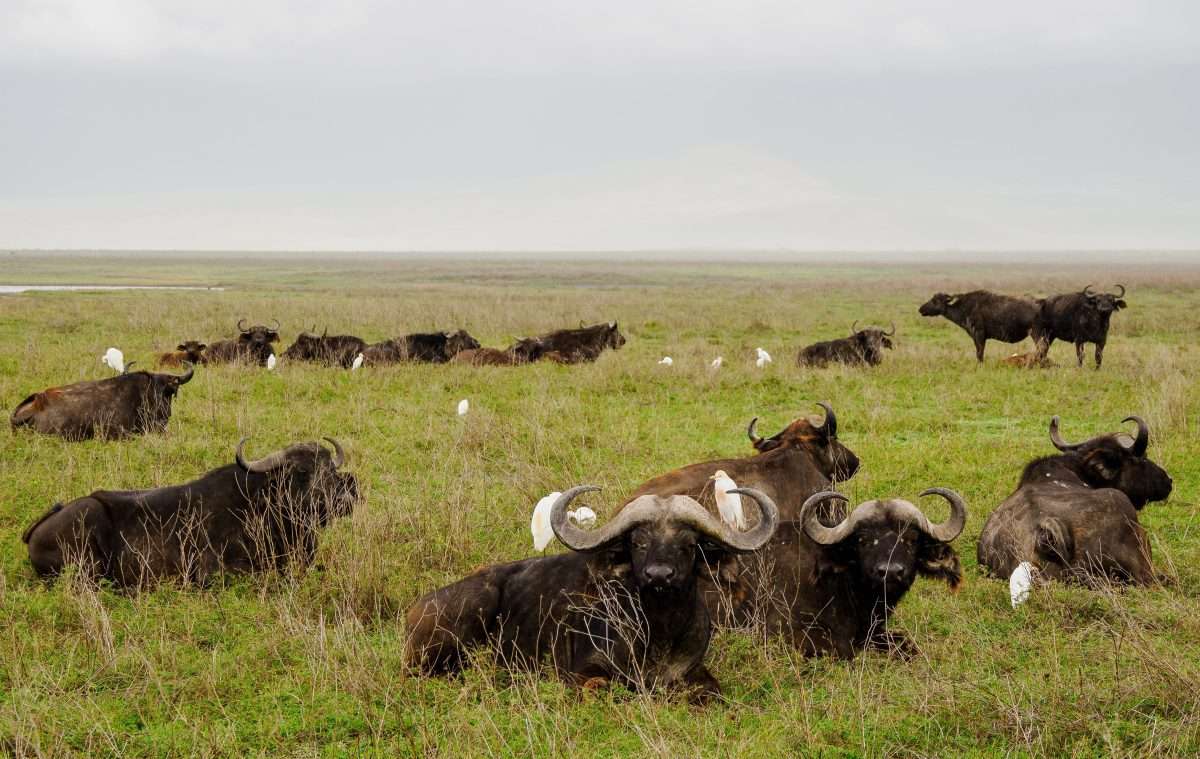 Ngorongoro Conservation Area Tanzania Book best Kenya safaris Tanzania safaris and Africa safari holidays with Africa Kenya Safaris 93 scaled