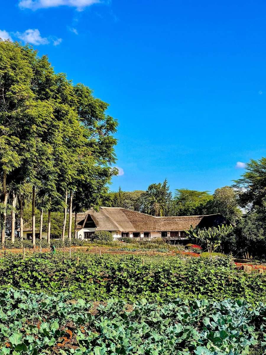 Ngorongoro Farm House Ngorongoro Conservation Area Tanzania Book best Kenya safaris Tanzania safaris and Africa safari holidays with Africa Kenya Safaris 28 scaled