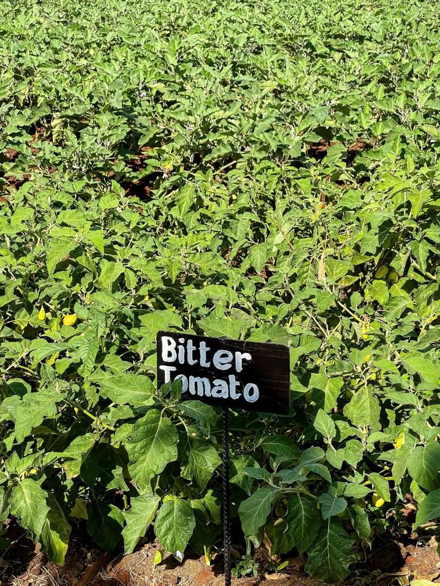 Ngorongoro Farm House Ngorongoro Conservation Area Tanzania Book best Kenya safaris Tanzania safaris and Africa safari holidays with Africa Kenya Safaris 30 scaled