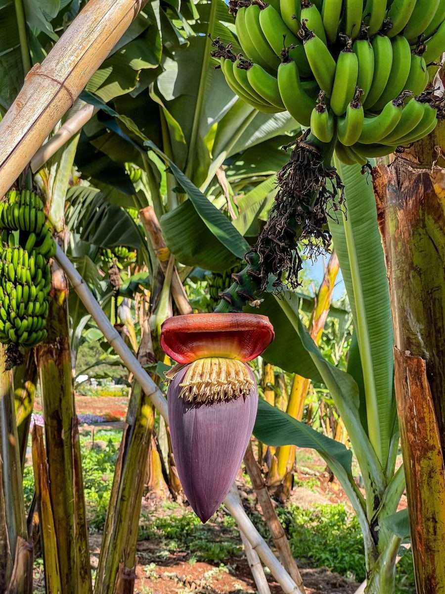 Ngorongoro Farm House Ngorongoro Conservation Area Tanzania Book best Kenya safaris Tanzania safaris and Africa safari holidays with Africa Kenya Safaris 31 scaled