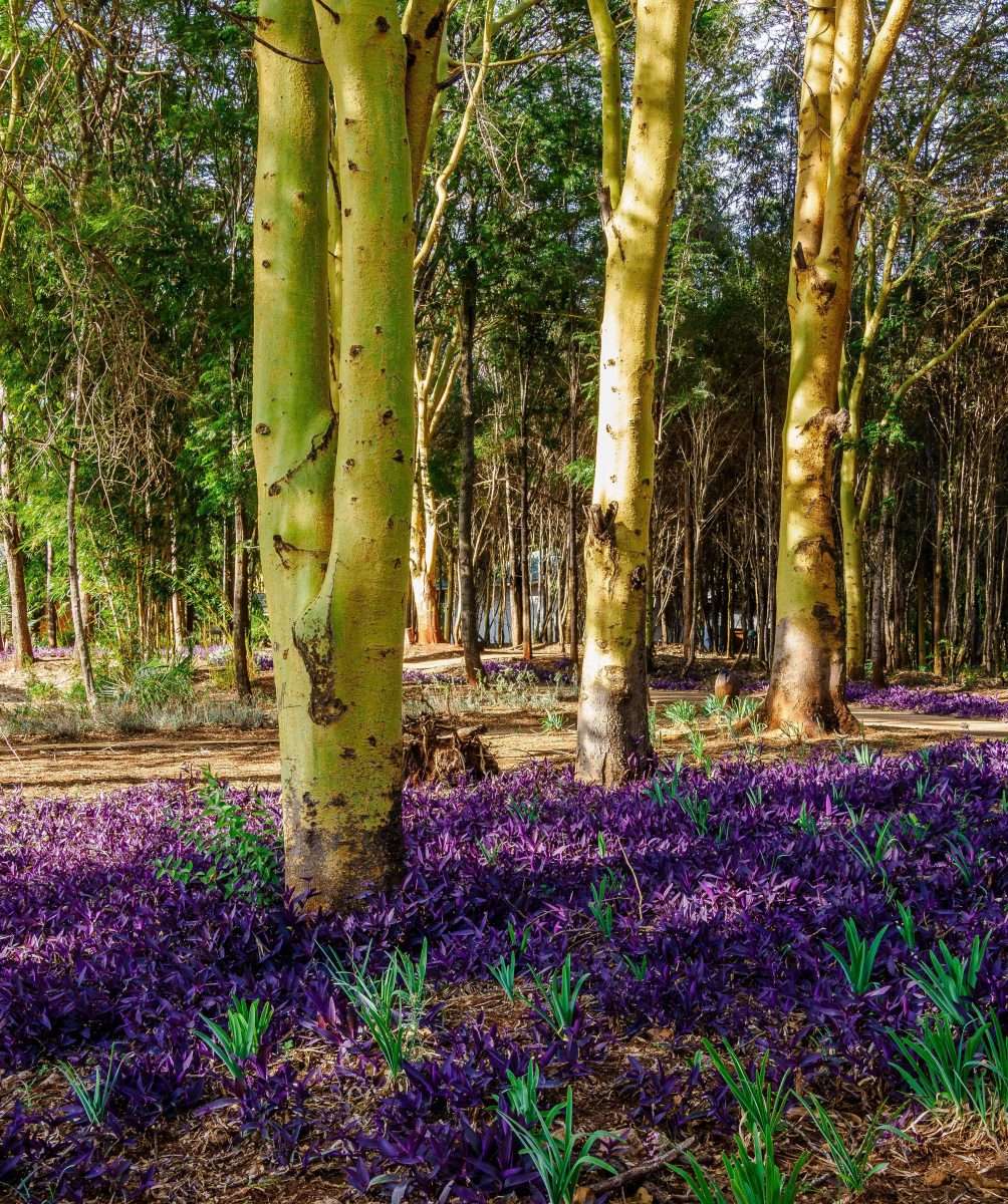 Ngorongoro Farm House Ngorongoro Conservation Area Tanzania Book best Kenya safaris Tanzania safaris and Africa safari holidays with Africa Kenya Safaris 43 scaled