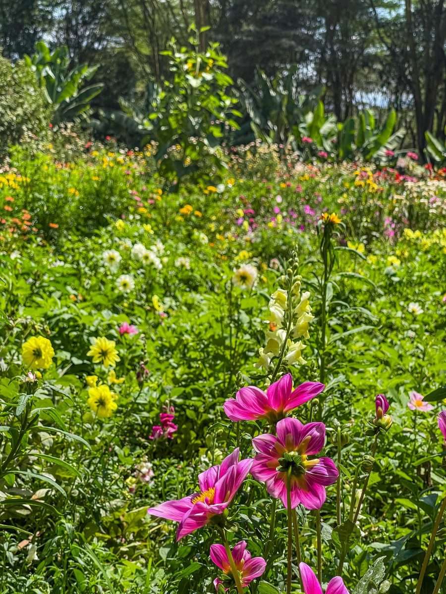 Ngorongoro Farm House Ngorongoro Conservation Area Tanzania Book best Kenya safaris Tanzania safaris and Africa safari holidays with Africa Kenya Safaris 8 scaled