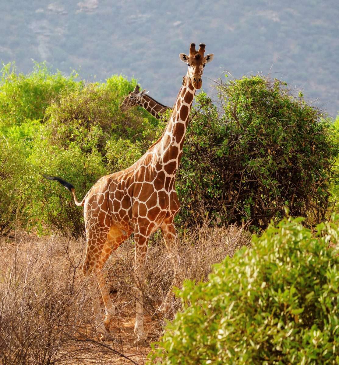 Samburu National Reserve Kenya safari tour packages by Africa Kenya Safaris scaled