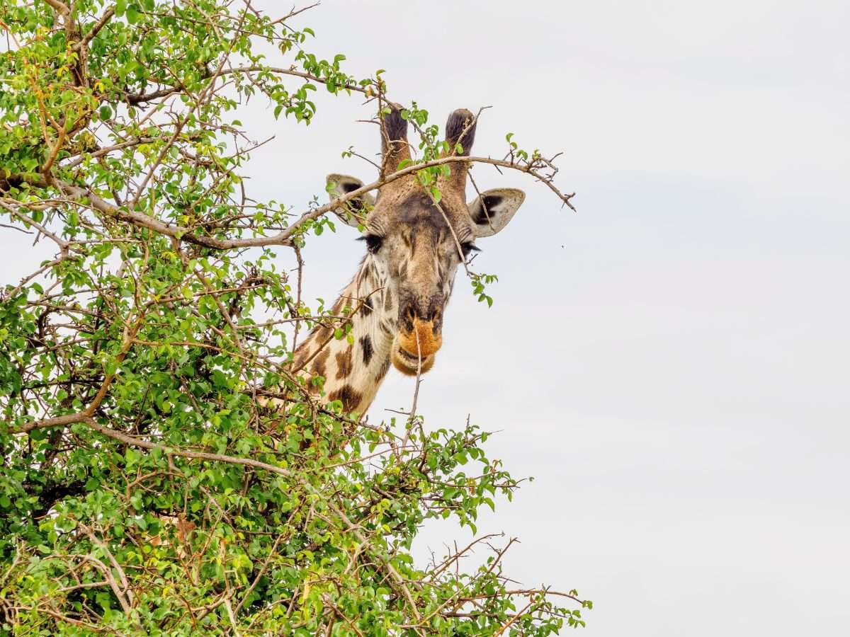 Serengeti National Park Tanzania Book best Kenya safaris Tanzania safaris and Africa safari holidays with Africa Kenya Safaris 122 scaled