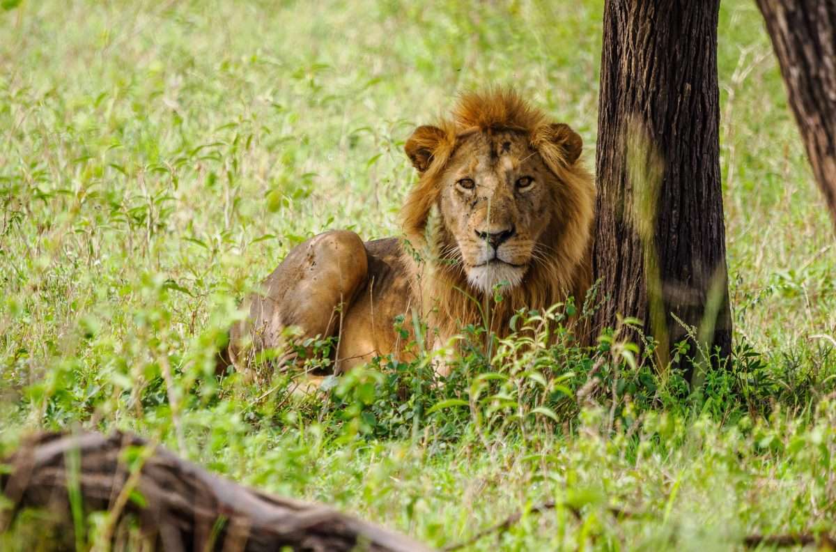 Serengeti National Park Tanzania Book best Kenya safaris Tanzania safaris and Africa safari holidays with Africa Kenya Safaris 143 scaled