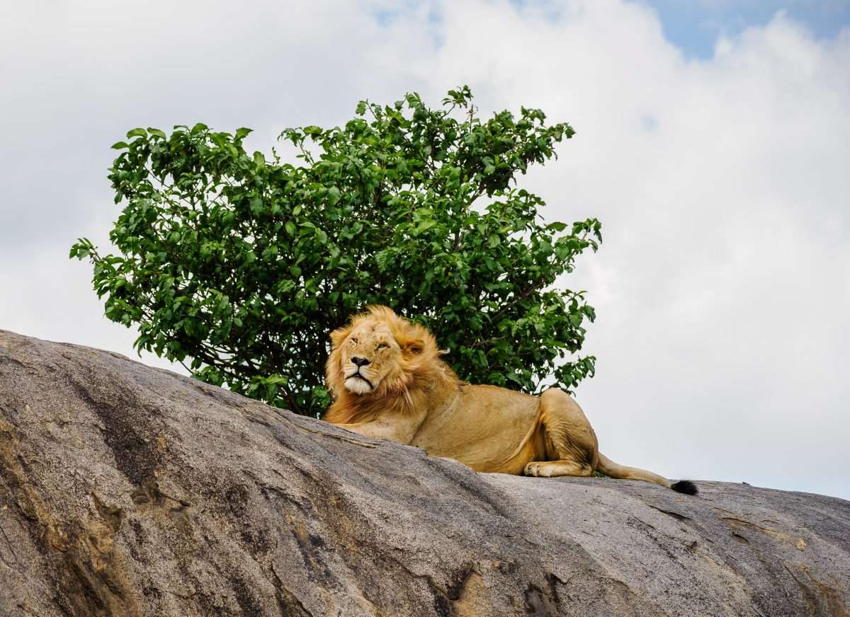 Serengeti National Park Tanzania Book best Kenya safaris Tanzania safaris and Africa safari holidays with Africa Kenya Safaris 16 scaled