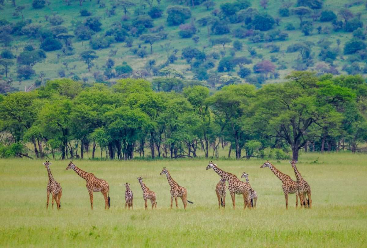 Serengeti National Park Tanzania Book best Kenya safaris Tanzania safaris and Africa safari holidays with Africa Kenya Safaris 162 scaled