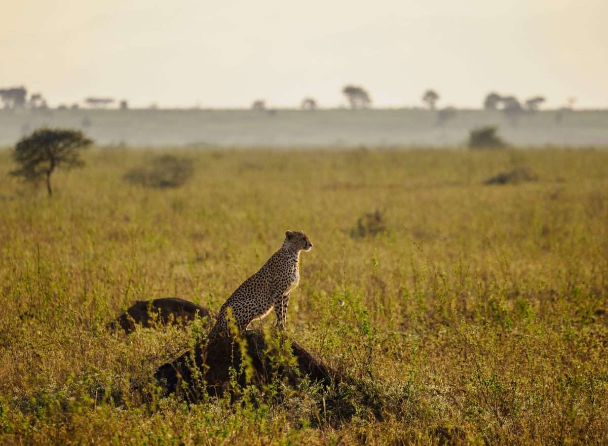 Serengeti National Park Tanzania Book best Kenya safaris Tanzania safaris and Africa safari holidays with Africa Kenya Safaris 188 scaled