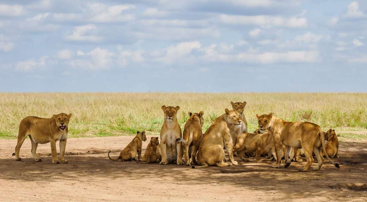 Serengeti National Park Tanzania Book best Kenya safaris Tanzania safaris and Africa safari holidays with Africa Kenya Safaris 278 scaled