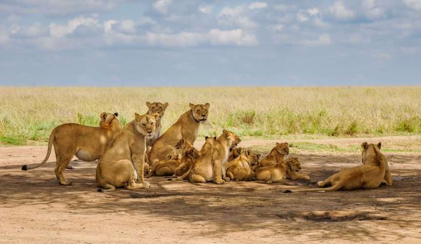 Serengeti National Park Tanzania Book best Kenya safaris Tanzania safaris and Africa safari holidays with Africa Kenya Safaris 283