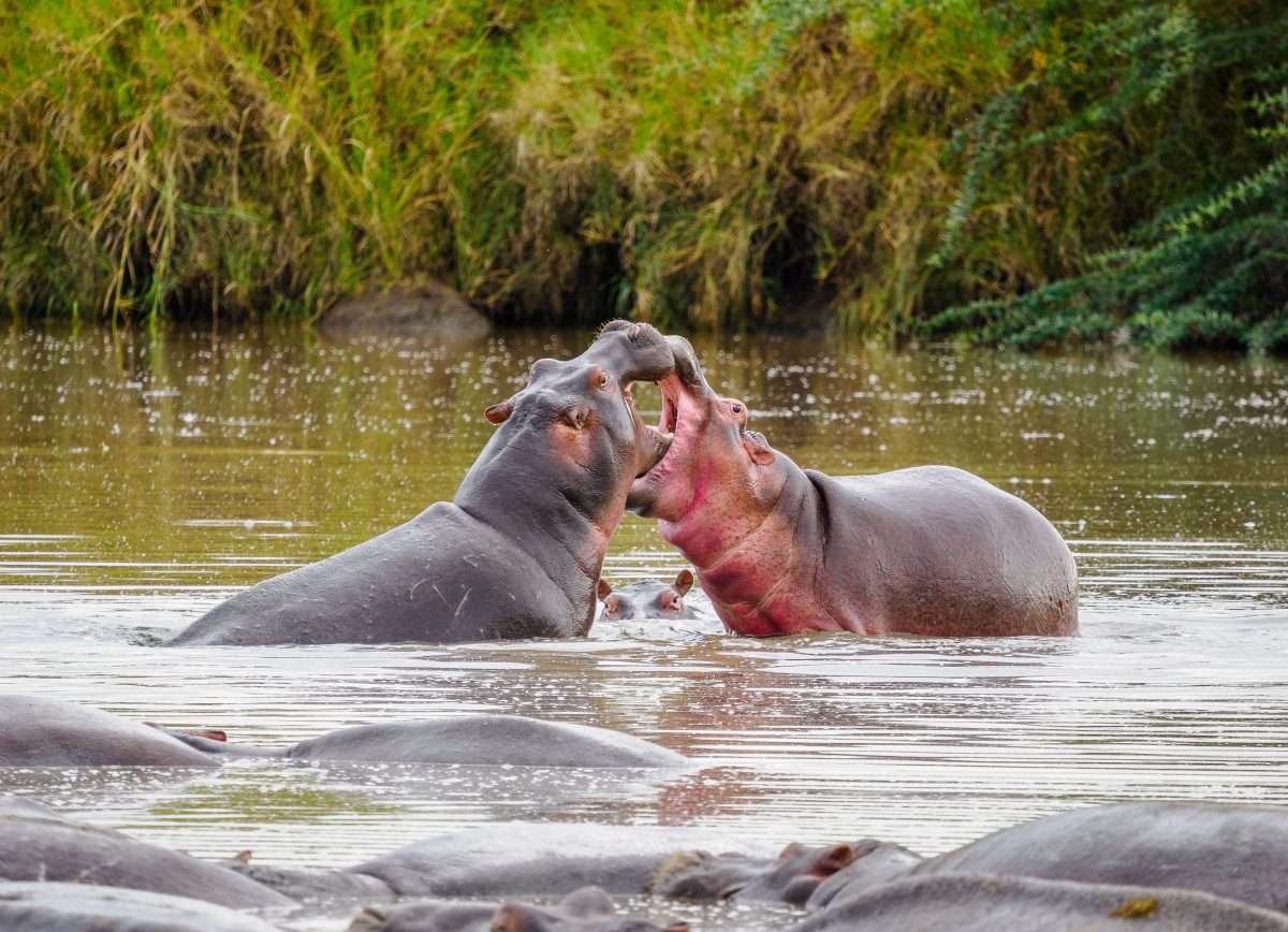 Serengeti National Park Tanzania Book best Kenya safaris Tanzania safaris and Africa safari holidays with Africa Kenya Safaris 42 1 scaled