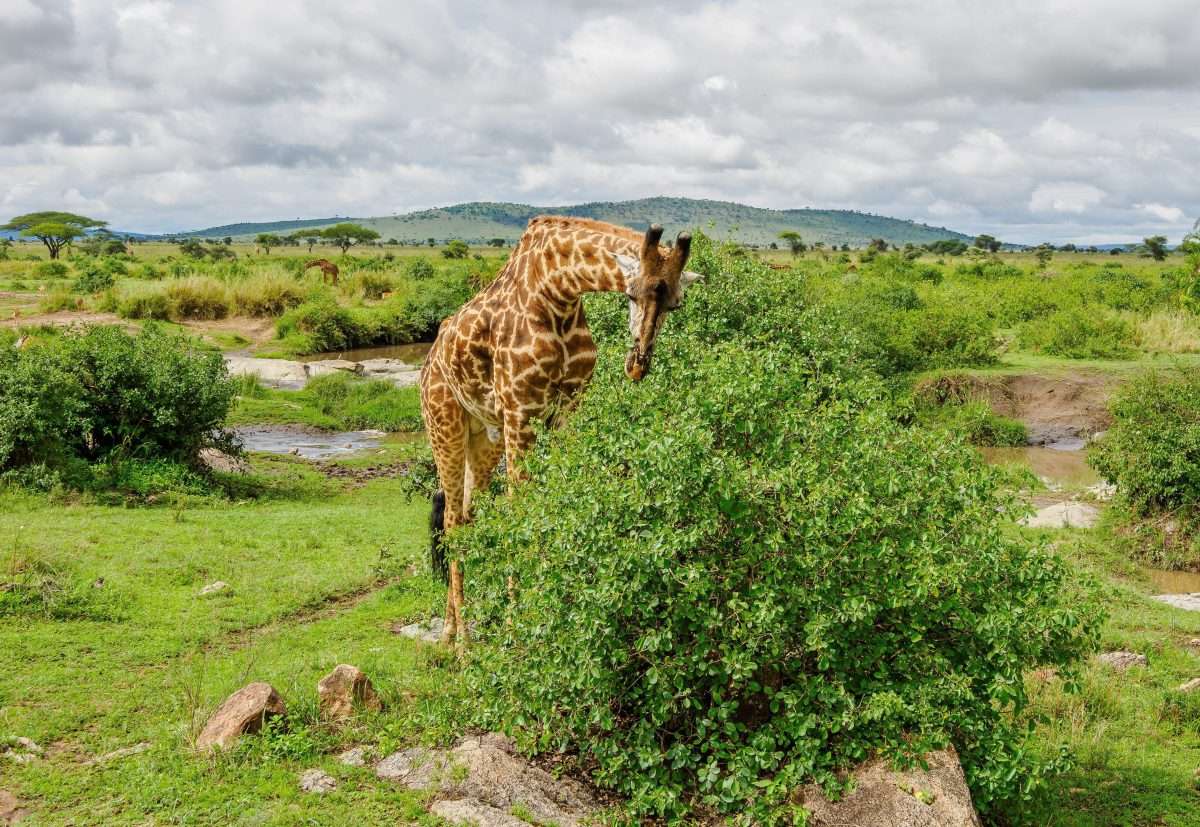 Serengeti National Park Tanzania Book best Kenya safaris Tanzania safaris and Africa safari holidays with Africa Kenya Safaris 51 1 scaled