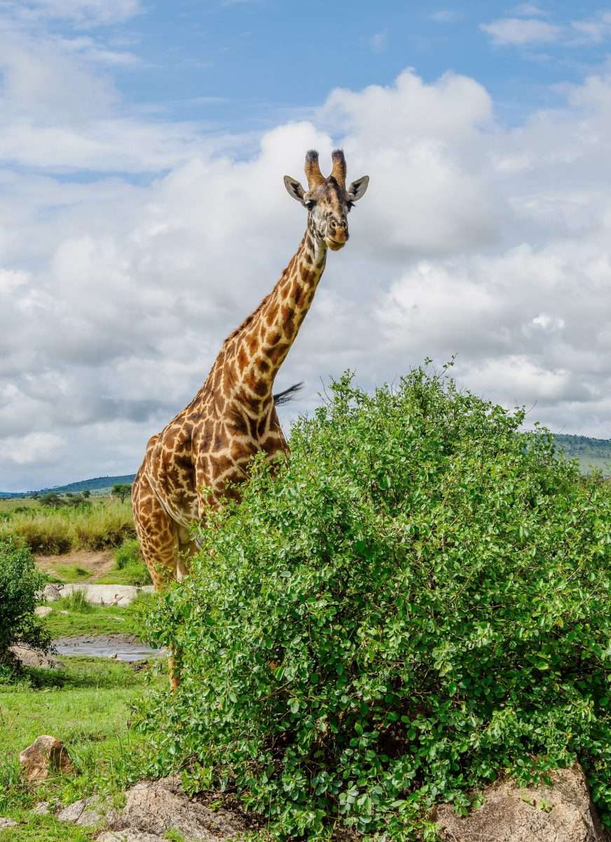 Serengeti National Park Tanzania Book best Kenya safaris Tanzania safaris and Africa safari holidays with Africa Kenya Safaris 52 1 scaled