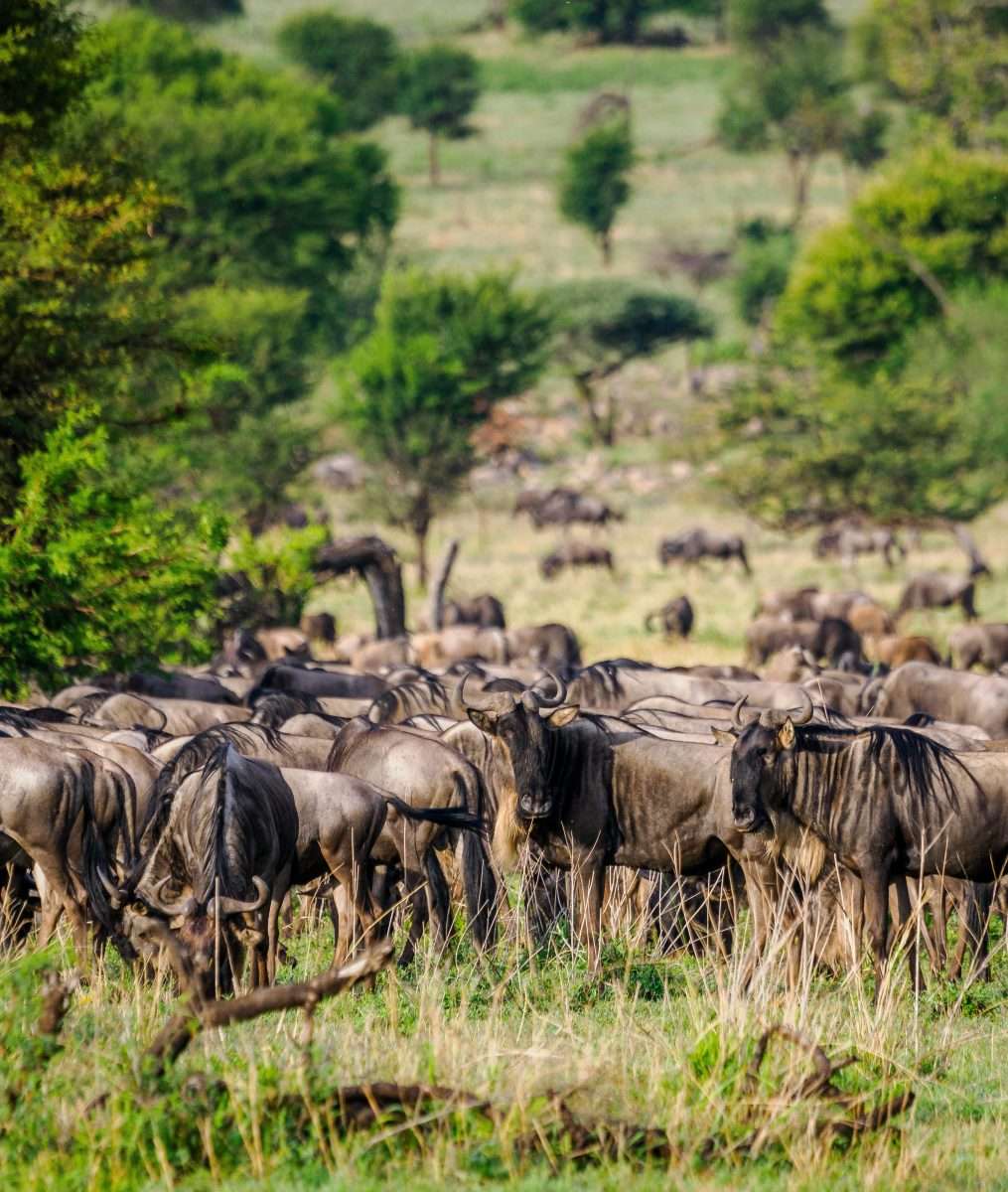 Serengeti National Park Tanzania Book best Kenya safaris Tanzania safaris and Africa safari holidays with Africa Kenya Safaris 54 scaled