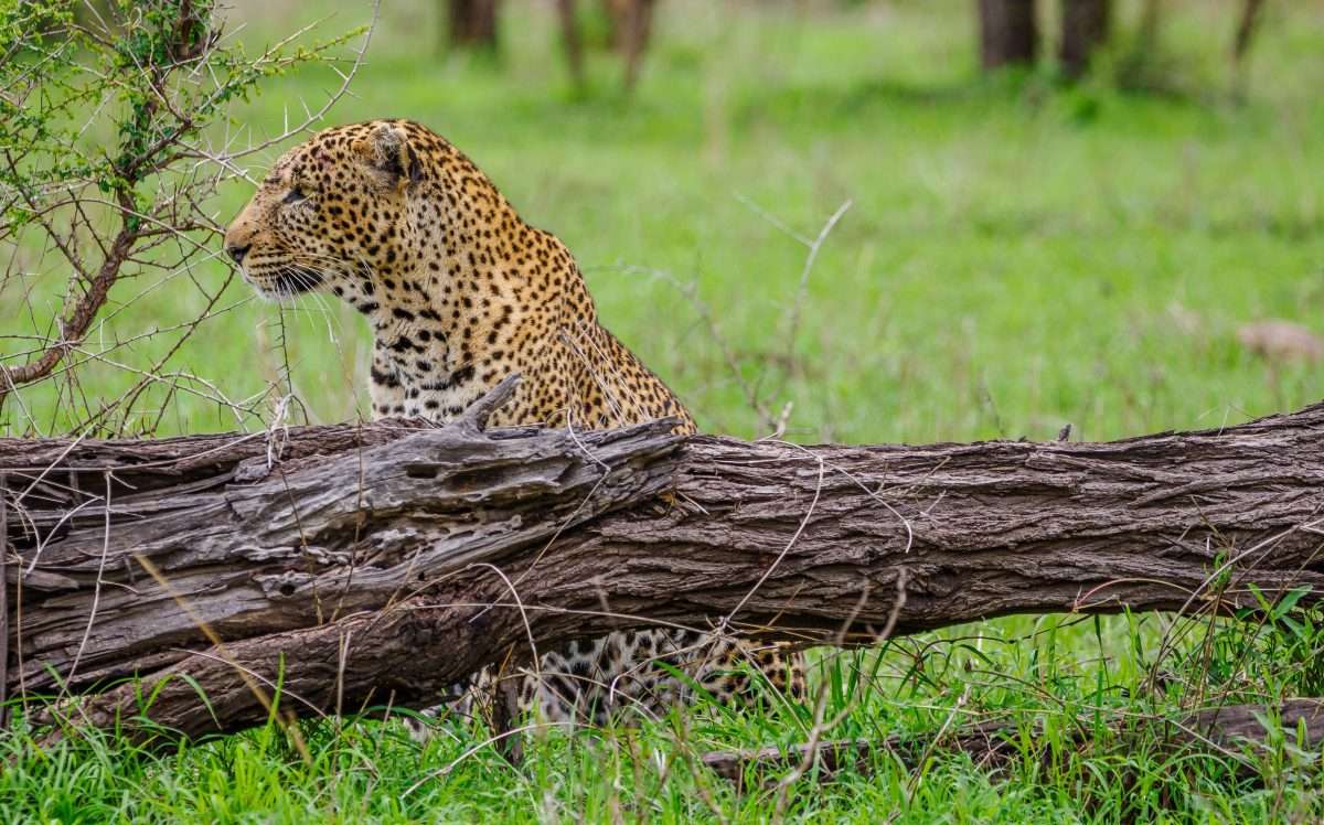 Serengeti National Park Tanzania Book best Kenya safaris Tanzania safaris and Africa safari holidays with Africa Kenya Safaris 90 scaled