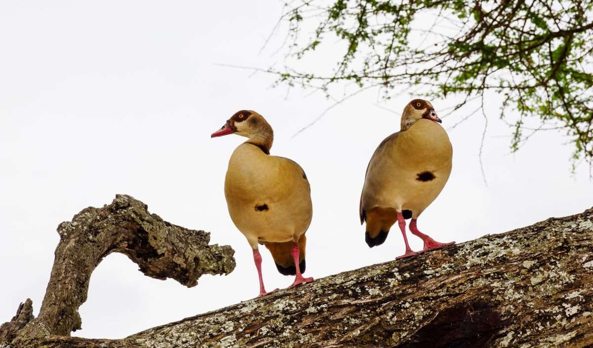 Tarangire National Park Book best Kenya safaris Tanzania safaris and Africa safari holidays with Africa Kenya Safaris 172 scaled