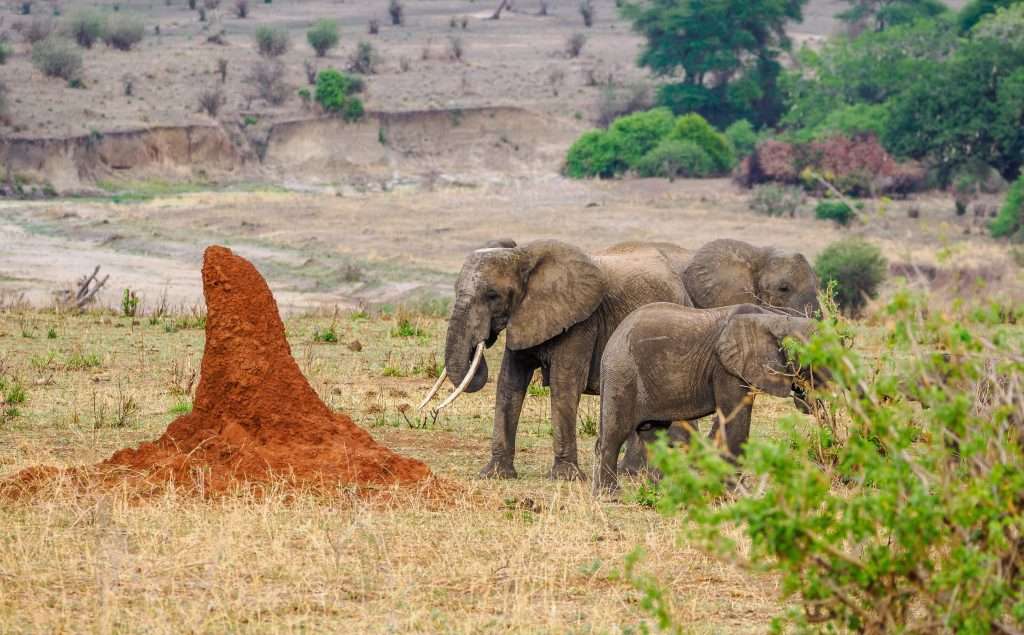 Tarangire National Park Book best Kenya safaris Tanzania safaris and Africa safari holidays with Africa Kenya Safaris 215 scaled