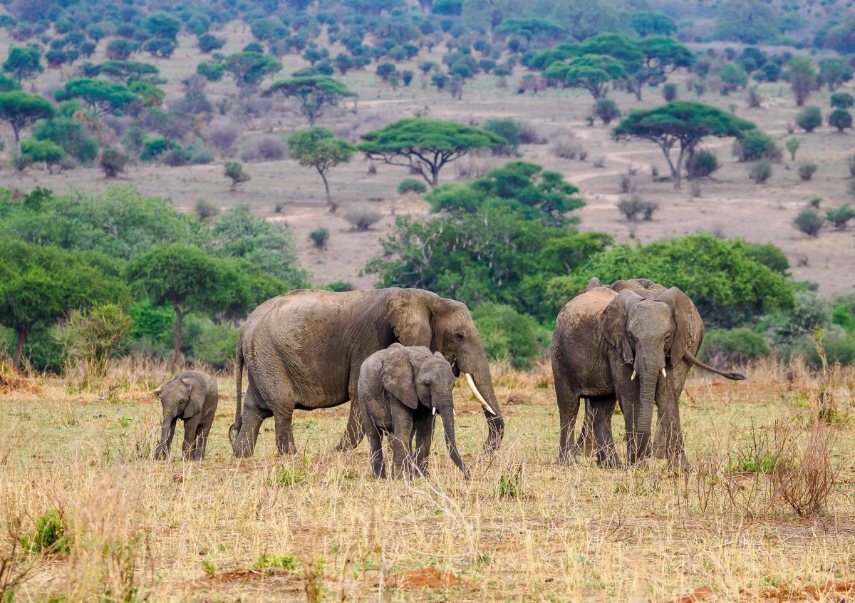 Tarangire National Park Book best Kenya safaris Tanzania safaris and Africa safari holidays with Africa Kenya Safaris 217 scaled