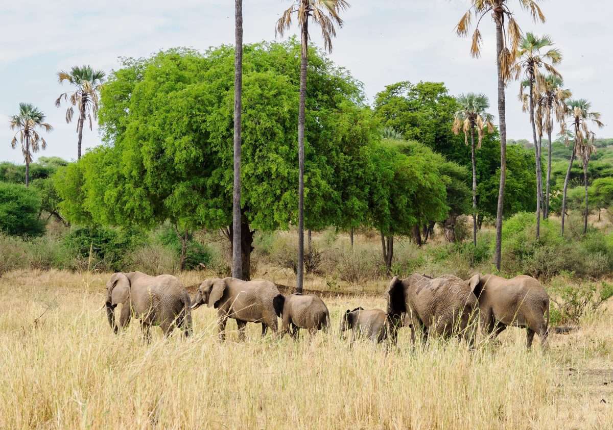 Tarangire National Park Book best Kenya safaris Tanzania safaris and Africa safari holidays with Africa Kenya Safaris 50 scaled