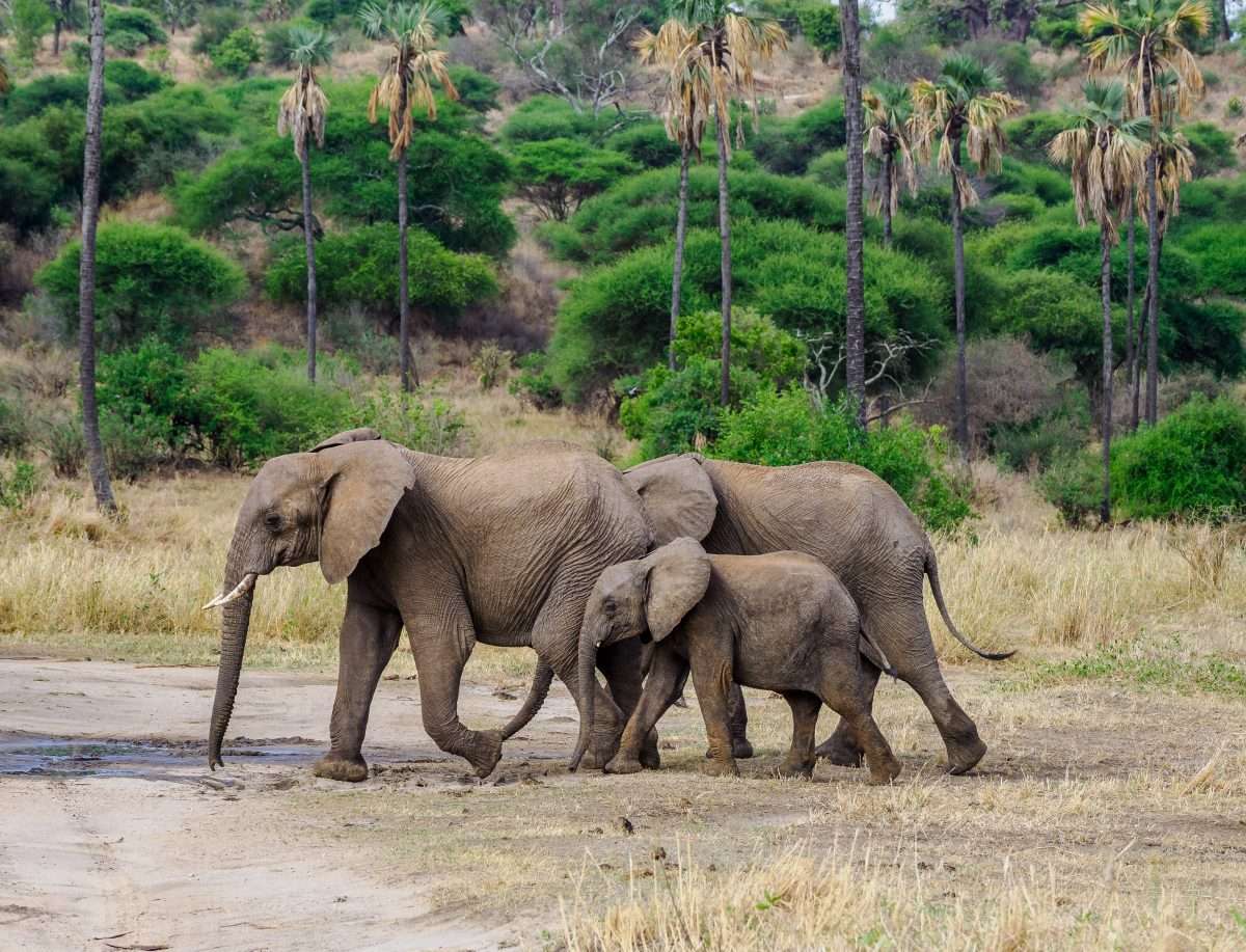 Tarangire National Park Book best Kenya safaris Tanzania safaris and Africa safari holidays with Africa Kenya Safaris 52 scaled