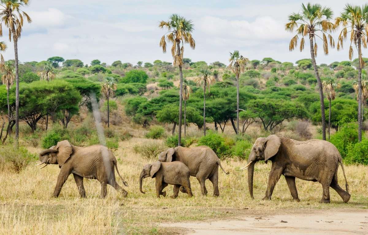 Tarangire National Park Book best Kenya safaris Tanzania safaris and Africa safari holidays with Africa Kenya Safaris 54 scaled