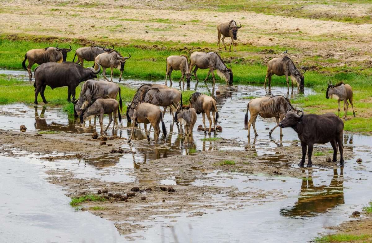 Tarangire National Park Book best Kenya safaris Tanzania safaris and Africa safari holidays with Africa Kenya Safaris 70 scaled
