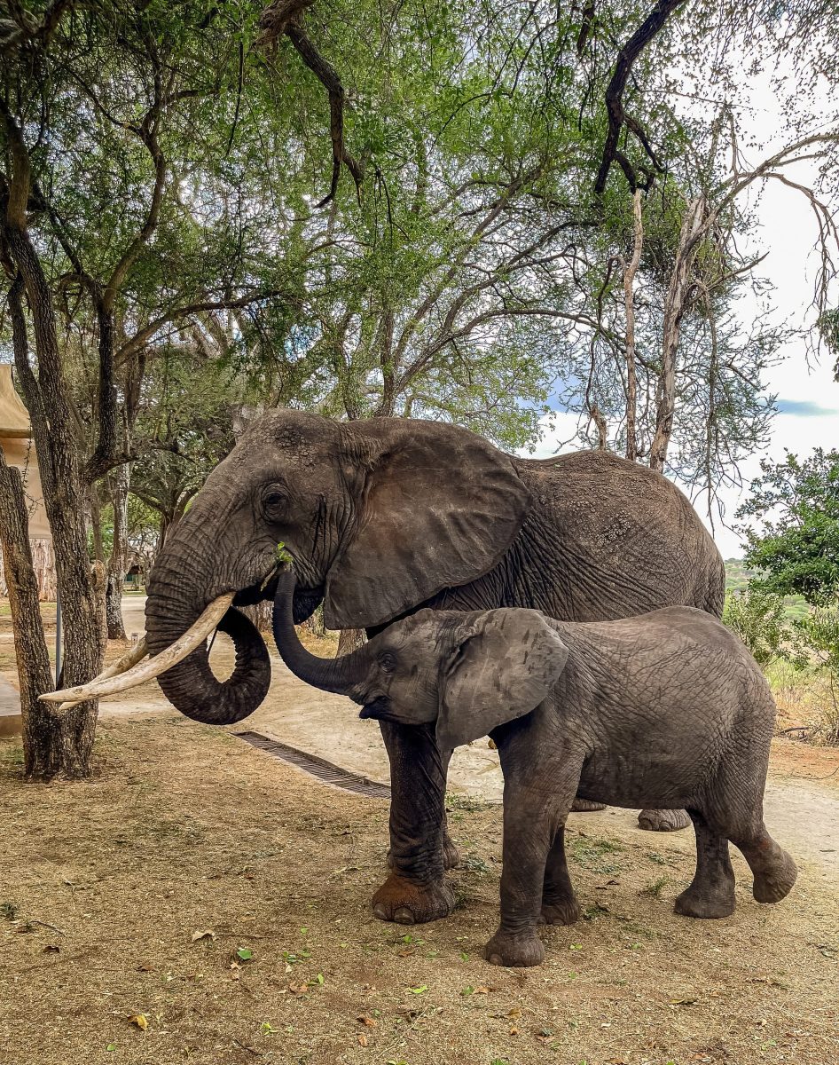 Tarangire Safari Lodge Tarangire National Park Book best Kenya safaris Tanzania safaris and Africa safari holidays with Africa Kenya Safaris 16 scaled
